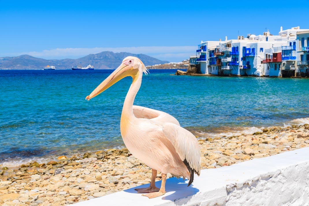 Peter the Pelican, Mykonos